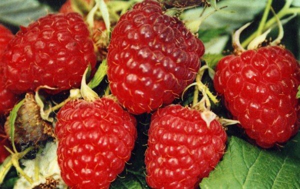  Framboise