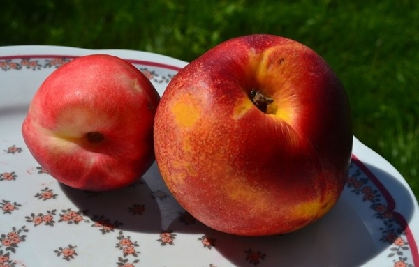  Hybriden av persika och plommon kallas plommonektriska