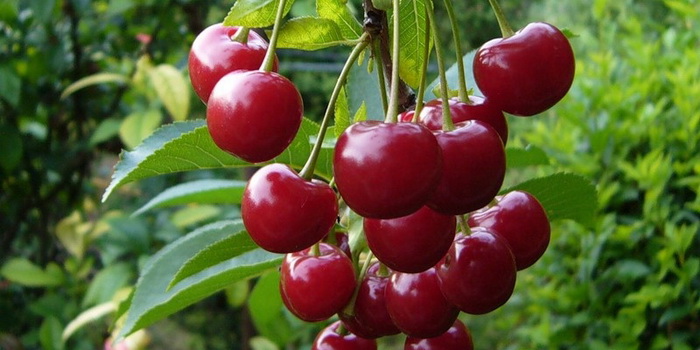  Lubskaya Cherry