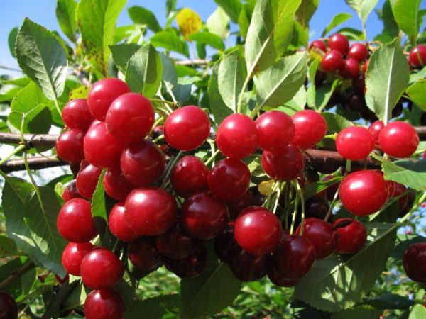  Juicy și copt fructe de pădure Lyubskaya