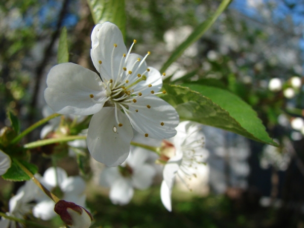  Cherry ποικιλίες Vladimirskaya είναι μια αυτοπαραγωγική ποικιλία, απαιτεί προσεκτική επιλογή των επικονιαστές