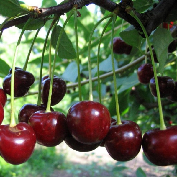  I vantaggi delle varietà di ciliegie Vladimirskaya comprendono alta resa e versatilità delle bacche, buona resistenza invernale.