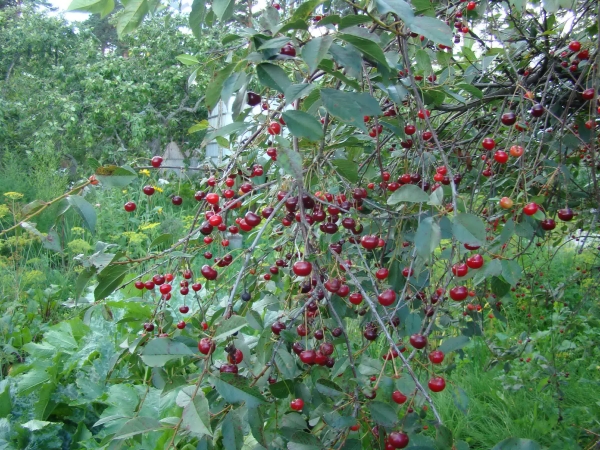  La peculiaridad de la variedad de cereza Vladimirskaya: la universalidad de la baya, así como la alta susceptibilidad a las enfermedades fúngicas y plagas.