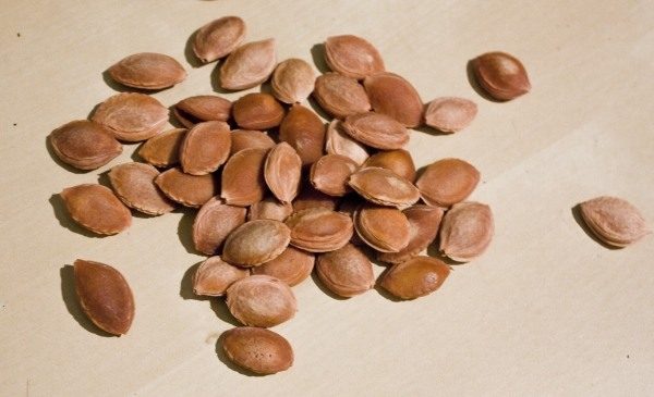  Ossos de ameixa e seus grãos são amplamente utilizados para fins medicinais