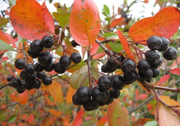  Μαύρα μούρα chokeberry στον θάμνο, έτοιμα για συγκομιδή