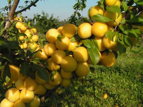  Variedade de ameixa Ussuriyskaya inverno resistente, os frutos não estão sujeitos a armazenamento, de alto rendimento