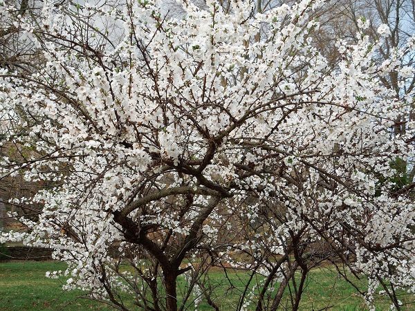  Πιπεριές Cherry Blossom