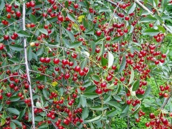  Cherry ποικιλίες Turgenevka