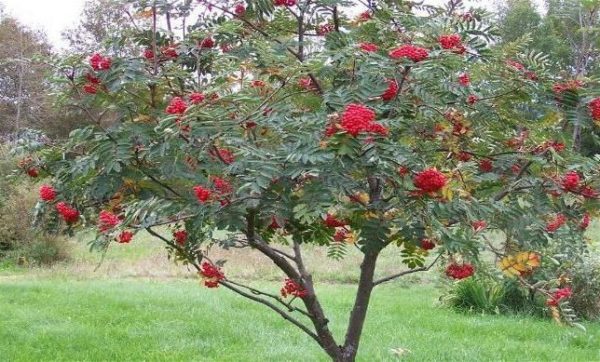  Ορθά φυτευμένο rowan