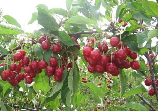  Cherry ποικιλία Garland