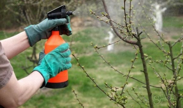  Procesarea de primăvară a copacilor cu fungicide