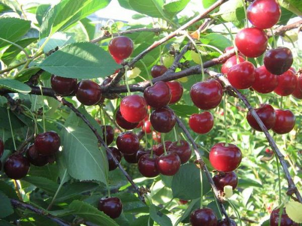  Buah-buahan Cherry Dermawan