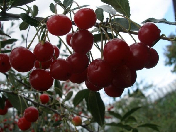  Soiul Cherry Ural Ruby