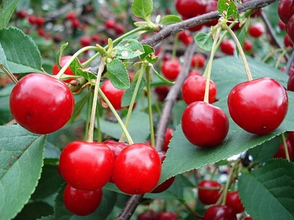  Un tip de arbore de arbuști din ciresul Ural Ruby Cherry este capabil să producă până la 7 kg de fructe de padure