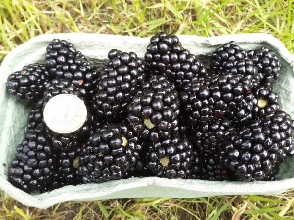  Μεγέθη Blackberry Berries Triple Crown