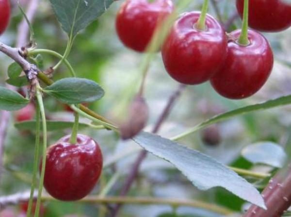  Cherry Mtsenskaya variety
