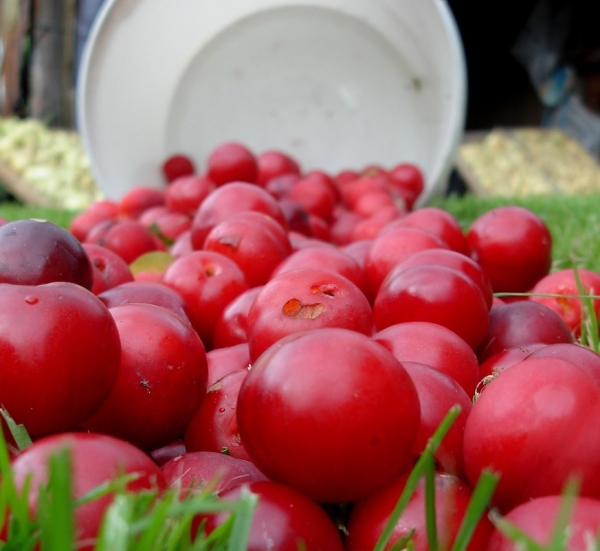 La prugna varietà Ural Red è in grado di sopportare forti gelate, idealmente adattate al clima degli Urali.