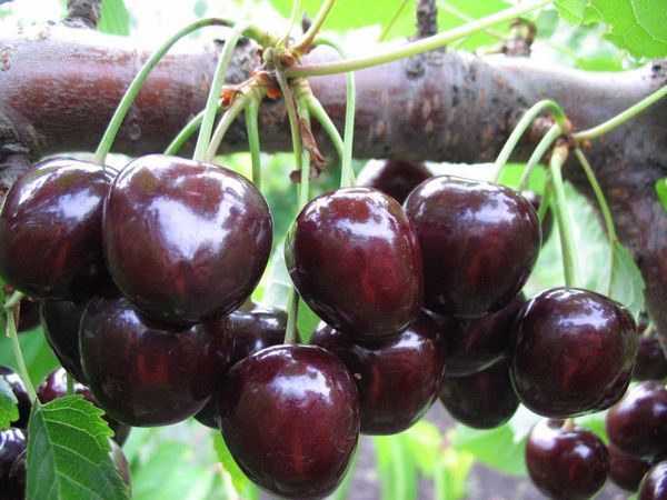  Ώριμα φρούτα του γλυκού κεράσι είδος Valery Chkalov
