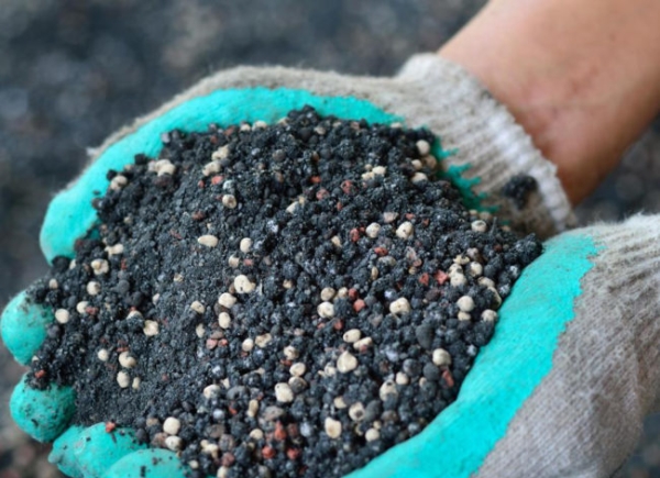  Преди да засадите череши, трябва да изкопаете района няколко пъти, да приложите тор суперфосфат, компост или тор
