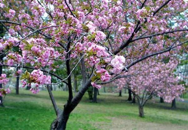  Para o sucesso da polinização de cerejas milagrosas, é necessária a presença de cerejas.