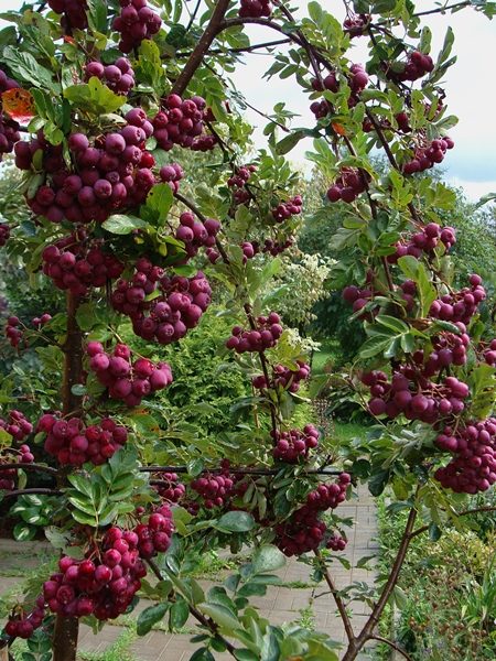  Rowan ποικιλία γρανάτη