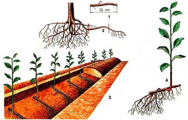  Reproducerea butașilor de rădăcini de cireșe