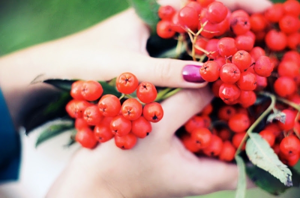  Το κόκκινο και το μαύρο Rowan ωριμάζουν πλήρως σε διάφορες περιοχές της Ρωσίας με διαφορετικούς τρόπους