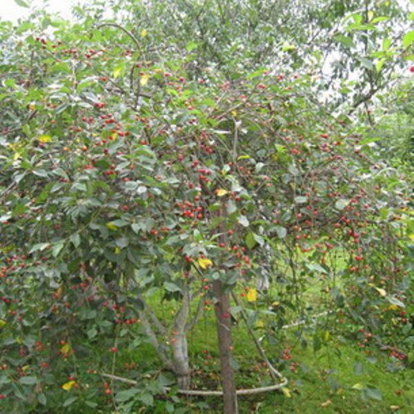  Common Cherry Anthracite