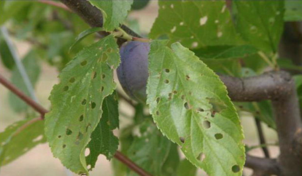  Klyasterosporioz, exceto folhas, infecciona ramos, um tronco e até frutos