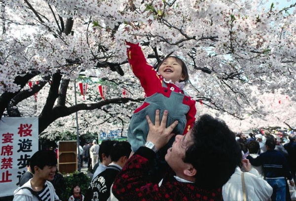  Când sakura infloreste, zilele lucrătoare din Japonia sunt anulate și ziua națională este declarată Hanami