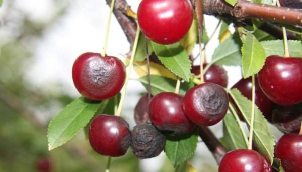  Cherry antracnoza