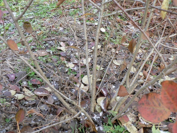  Το μαύρο φυτό του chokeberry είναι λυγισμένο στο έδαφος και πιέζεται, καλυμμένο με κλαδιά ερυθρελάτης