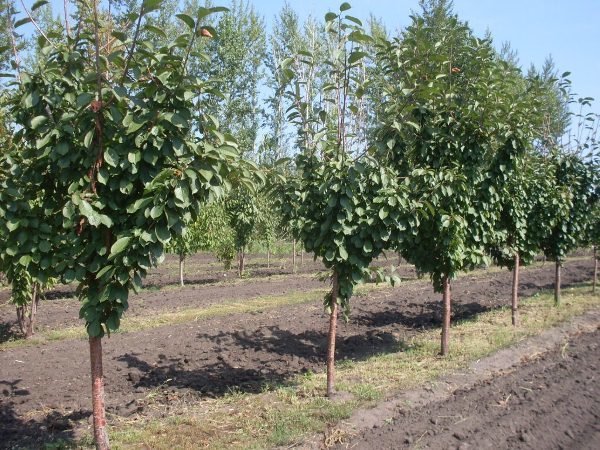  När du planterar hertigkörsbär måste du hålla ett avstånd mellan träden.