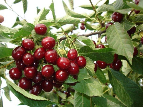  Cherry giống Altai nuốt