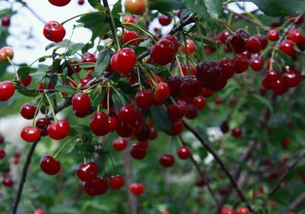  Cherry Ashinskaya varietate