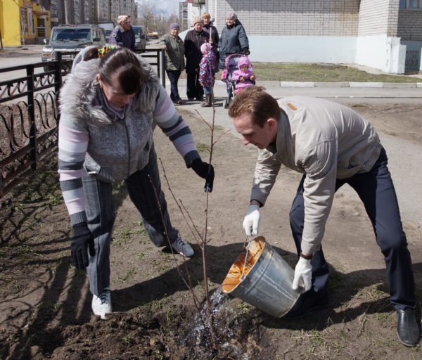  Udarea cenușă de munte imediat după plantare