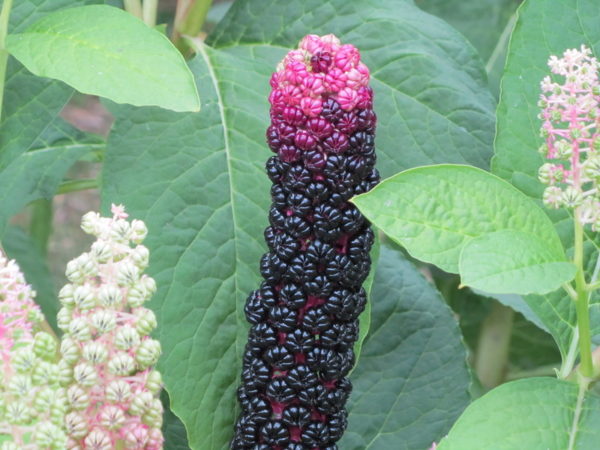  Gartenpflanze Berry Fasan