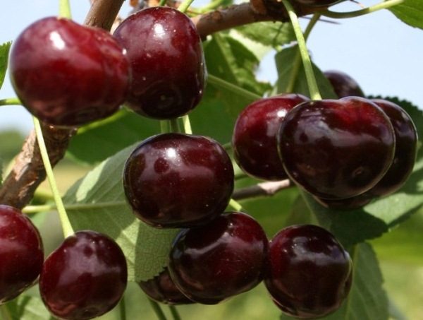  Cherry variety Zhukovskaya