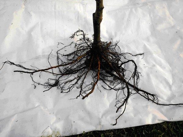  Cây giống anh đào tuyệt vời nên có một hệ thống rễ phát triển tốt.