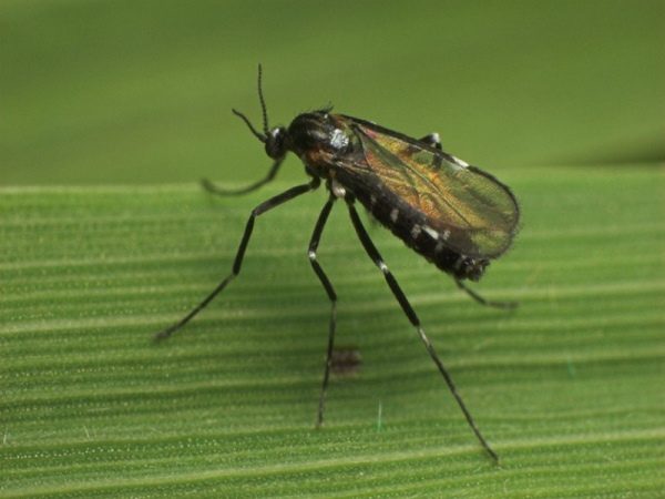 Framboesa dispara gallitsa (mosquito framboesa)