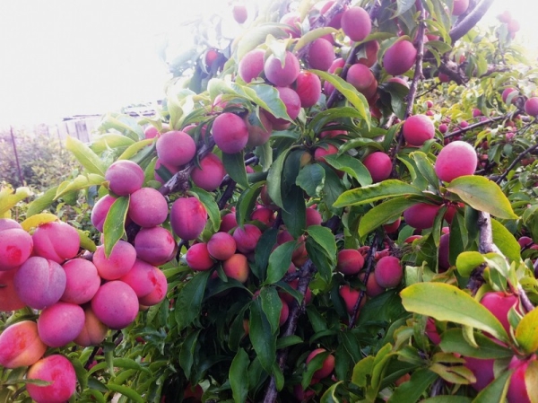  Manchurian beleza ameixa varietal, resistente à seca, frutos maduros rapidamente desmoronar
