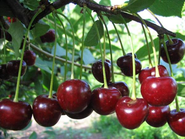  Cherry Tineret varietate