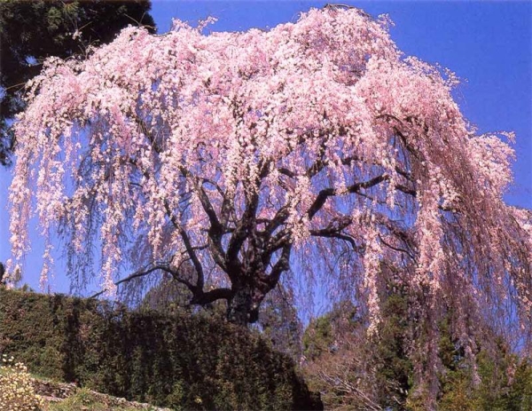  Cherry-sakura принадлежи на декоративни растения, плодовете му не са подходящи за поглъщане.