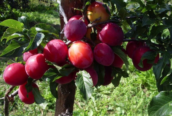  Ural Red variedade de ameixa: descrição da árvore, plantio e cuidado, luta contra doenças e pragas