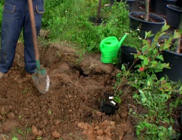  Planta poate fi cu cel puțin 20 de zile înainte de primul îngheț. Dacă lipsesc termenele limită, răsadul trebuie să fie prikopat în creastă până la primăvară.