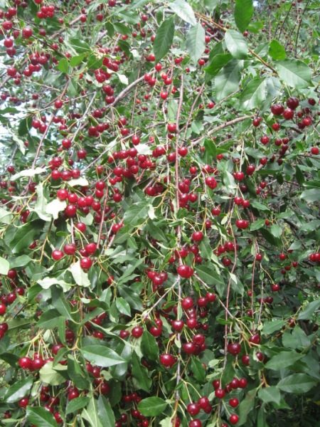  Cherry-busola Ural Ruby