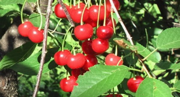  Cherry Volochaevka