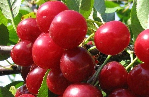  Mesyuarat Pelbagai Cherry