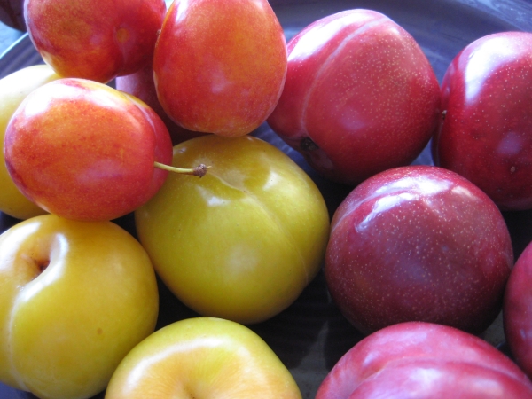  Có một số khác biệt giữa mận và mận anh đào: từ màu sắc của trái cây để đề kháng với bệnh và sâu bệnh
