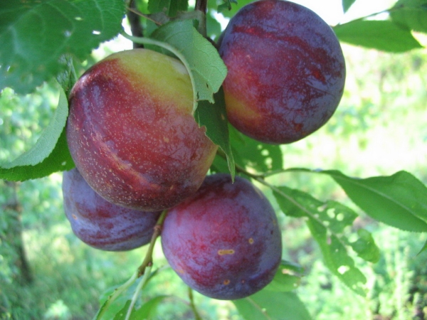  Varietate suvenir orientale prune de mare rezistente la îngheț, este de preferat să se utilizeze fructe proaspete